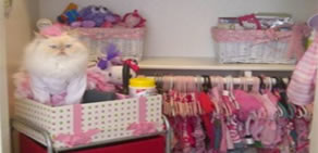 Moda ikonu kedi Luna