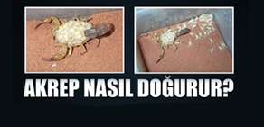 Akrep nasıl doğurur?