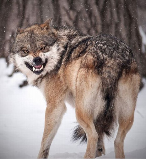 Tehlikeli Temas galerisi resim 14