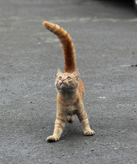 İlginç Fotoğraflar galerisi resim 12