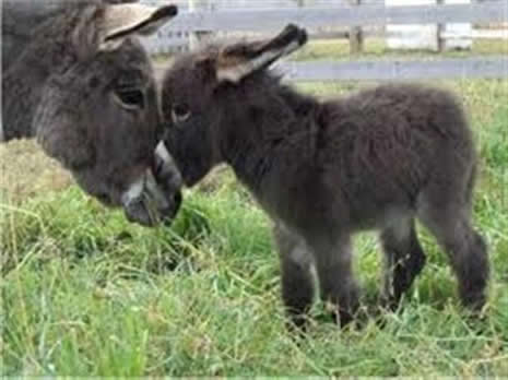 SEVİMLİ MİNİKLER galerisi resim 17