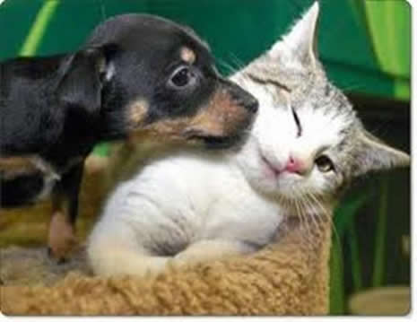 SEVİMLİ MİNİKLER galerisi resim 18