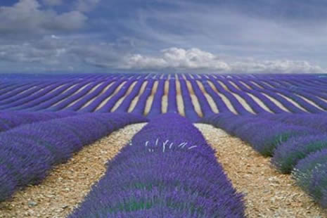 Ödüllü fotoğraflar galerisi resim 19