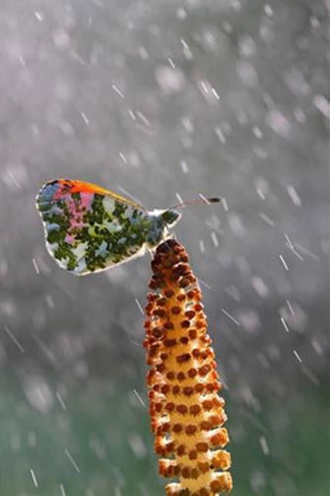 Ödüllü fotoğraflar galerisi resim 22