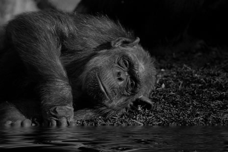 Fotoğrafçıların Siyah-Beyaz Tutkusu galerisi resim 12