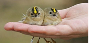 Kuşlar aleminden kareler...