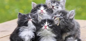 En güzel yavru kediler...