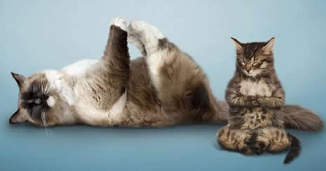 Binbir şekile giren eğlenceli hayvanlar galerisi resim 15