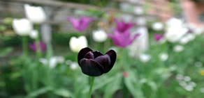 Köşkte bahar havası