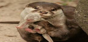 Anneler ve yavruları