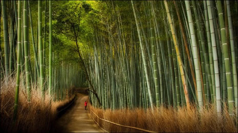 Muhteşem bambu korusu galerisi resim 1