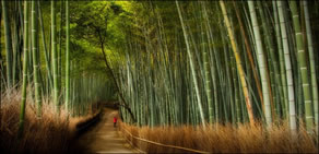 Muhteşem bambu korusu