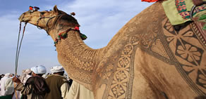 Traşıyle ve süsleriyle en karizmatik develer