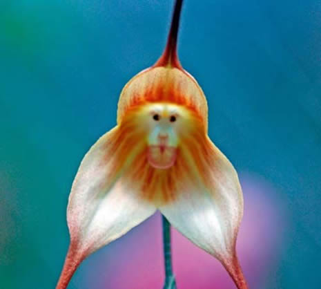Bu çiçek maymuna benziyor galerisi resim 10