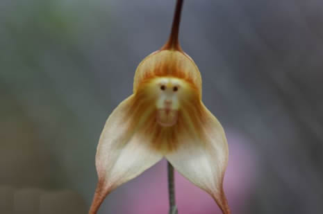 Bu çiçek maymuna benziyor galerisi resim 11