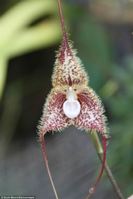 Bu çiçek maymuna benziyor galerisi resim 12