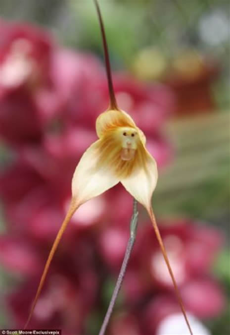 Bu çiçek maymuna benziyor galerisi resim 13