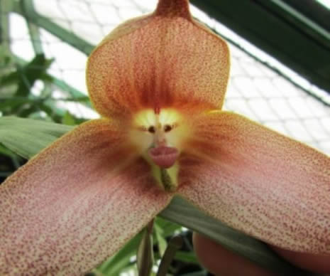 Bu çiçek maymuna benziyor galerisi resim 2