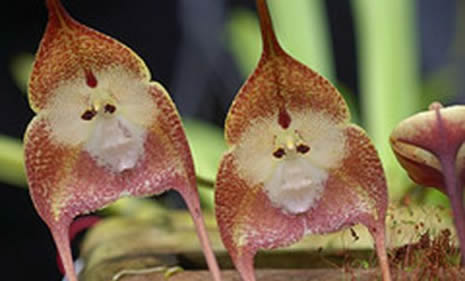 Bu çiçek maymuna benziyor galerisi resim 4