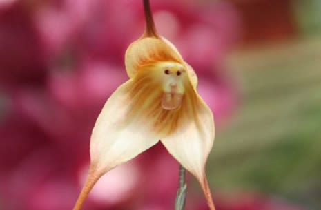 Bu çiçek maymuna benziyor galerisi resim 6