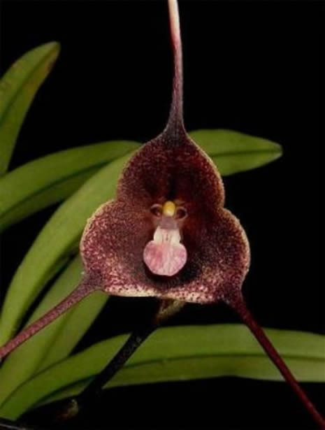 Bu çiçek maymuna benziyor galerisi resim 8