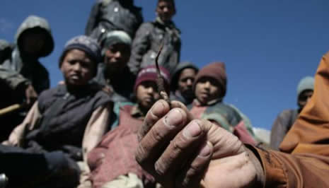 Himalaya Viagrası Nepal 'de hayatları değiştiriyor galerisi resim 1