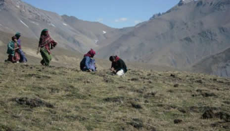 Himalaya Viagrası Nepal 'de hayatları değiştiriyor galerisi resim 2