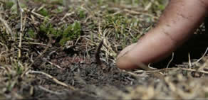 Himalaya Viagrası Nepal 'de hayatları değiştiriyor