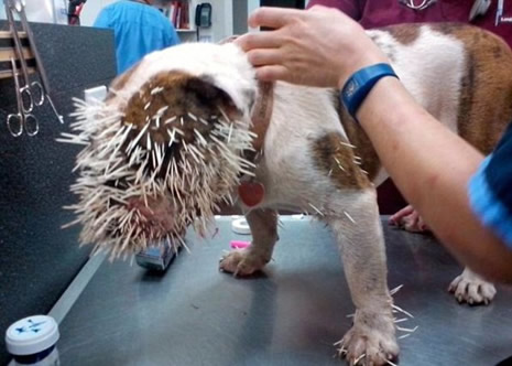 Yüzüne 500  tane kirpi dikeni saplandı galerisi resim 2