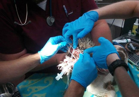 Yüzüne 500  tane kirpi dikeni saplandı galerisi resim 4