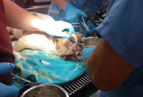 Yüzüne 500  tane kirpi dikeni saplandı galerisi resim 5