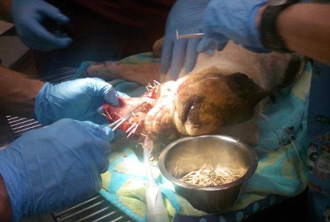 Yüzüne 500  tane kirpi dikeni saplandı galerisi resim 6