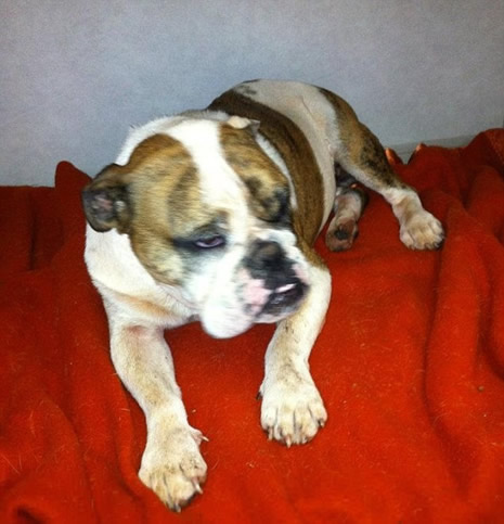 Yüzüne 500  tane kirpi dikeni saplandı galerisi resim 7