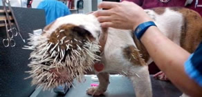 Yüzüne 500  tane kirpi dikeni saplandı