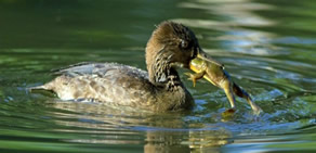 Hayvanlar alemi: günün fotoğrafları 