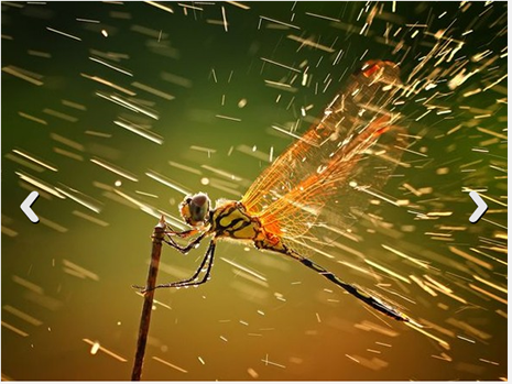 İşte ödül kazanan fotoğraflar  galerisi resim 3