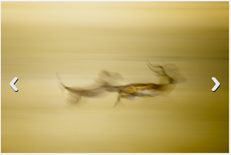 İşte ödül kazanan fotoğraflar  galerisi resim 7