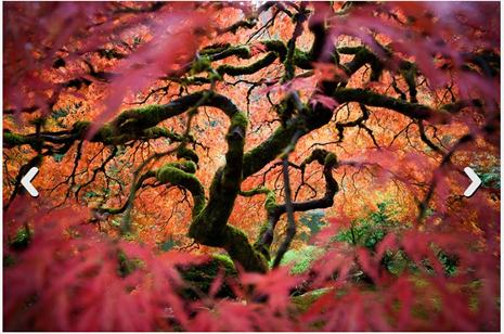 İşte ödül kazanan fotoğraflar  galerisi resim 8