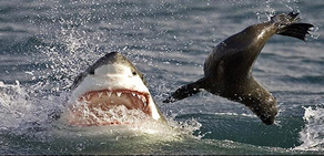 Ölümün pençesinde 