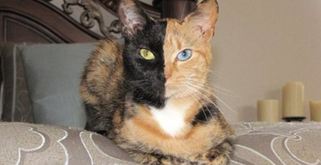 İnternetin yeni fenomeni 'iki yüzlü kedi' 