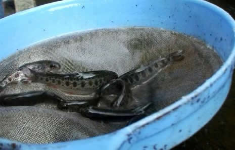 Rize'de akla zarar söylenti  galerisi resim 8