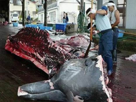 Mızrakla balina avı  galerisi resim 11