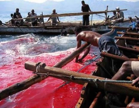 Mızrakla balina avı  galerisi resim 9