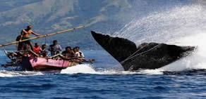 Mızrakla balina avı 