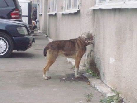 Bu kadar da olmaz! galerisi resim 18