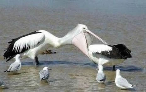 Bu kadar da olmaz! galerisi resim 31