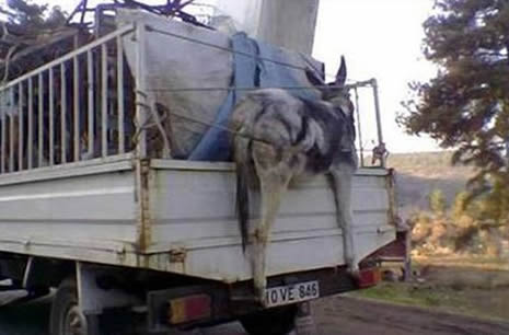 Bu kadar da olmaz! galerisi resim 4