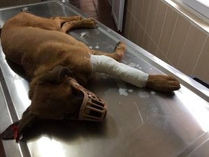 Kazada yaralanan köpeğe müdahale edildi