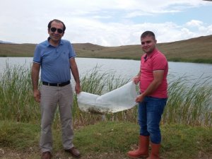 Sungurlu’da gölete 10 bin sazan yavrusu bırakıldı