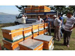 Çanakkale’de üreticilere arılı kovan dağıtımına başlandı